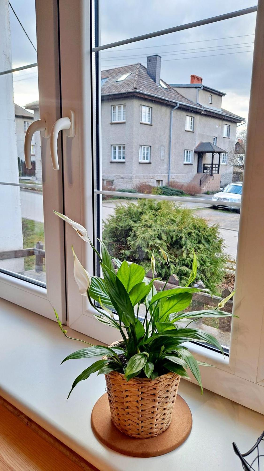 Apartament Dzika Roza Ковари Екстер'єр фото